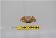 藏品(游氏弓蟹)的圖片